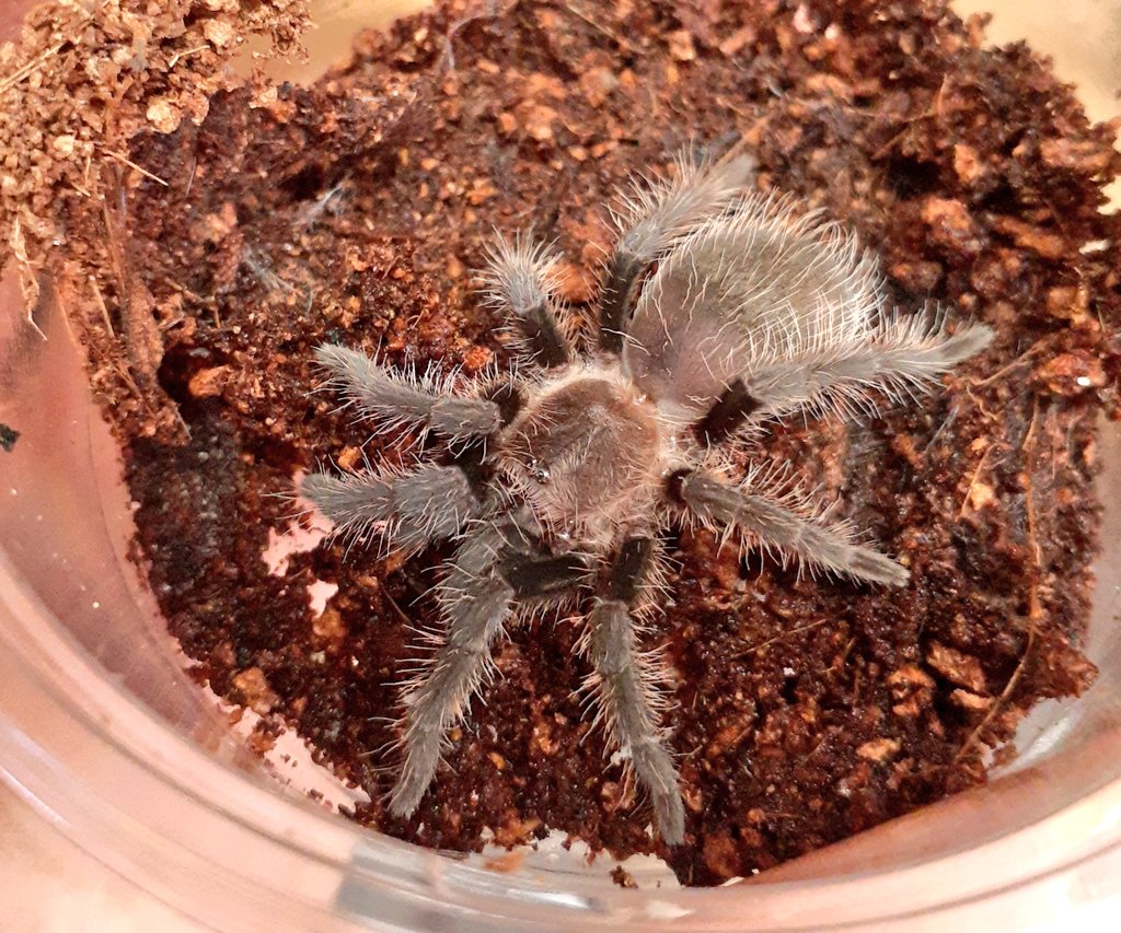 奇蟲新入荷~フォルミ~ : 爬虫類倶楽部 奇蟲新入荷~フォルミ~ : 爬虫類倶楽部