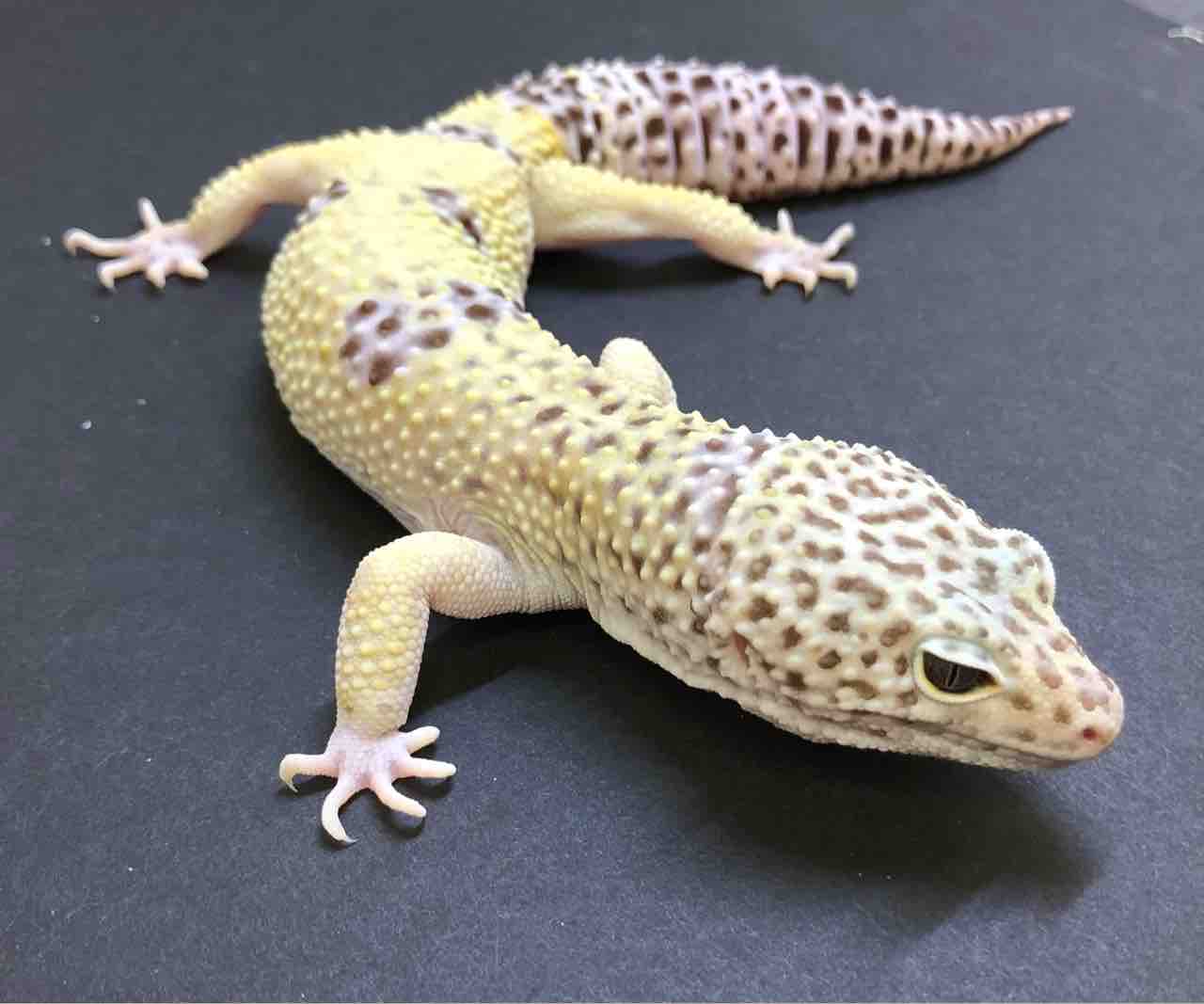 レオパ野郎 レオパモルフ図鑑#26】スノーレーダーはどんな品種？特徴・遺伝・飼育