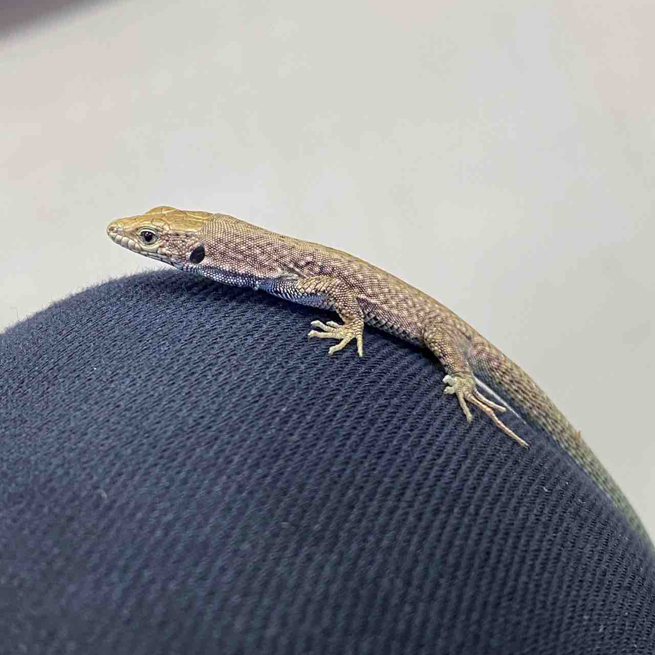 2階 日本初 なカナヘビにアルビノイグアナなど 爬虫類倶楽部 2階 日本初 なカナヘビにアルビノイグアナなど 爬虫類倶楽部