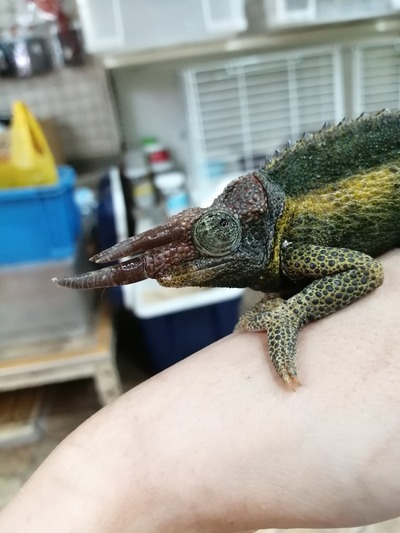 IMG_20200619_121246_1