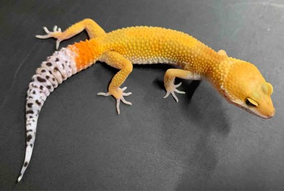 FullSizeRender