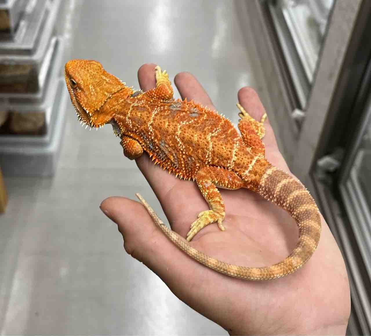 2階新入荷 トカゲ、ヘビ、カメ : 爬虫類倶楽部