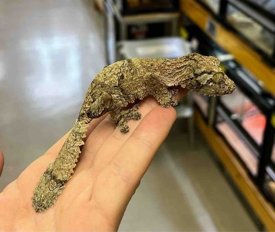 FullSizeRender