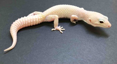FullSizeRender