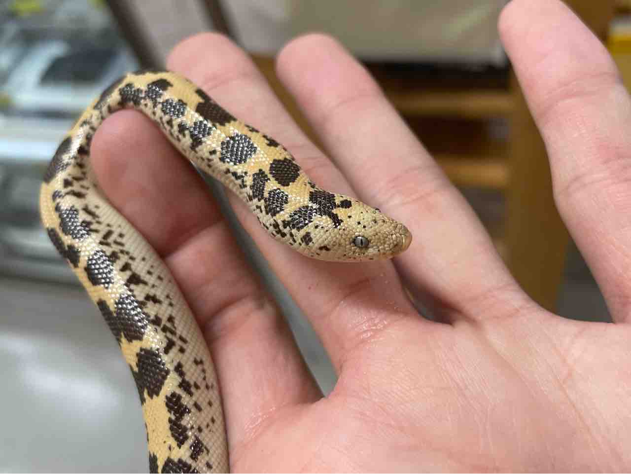 エキゾチック臨床Vol.18 爬虫類の疾患と治療でました！ | ヴァン