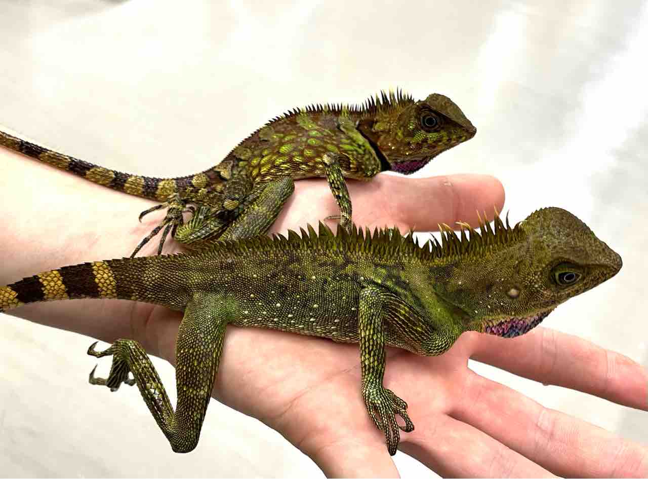 2階マレーシア便にホエヤモリやツナギなど! : 爬虫類倶楽部 2階マレーシア便にホエヤモリやツナギなど! : 爬虫類倶楽部