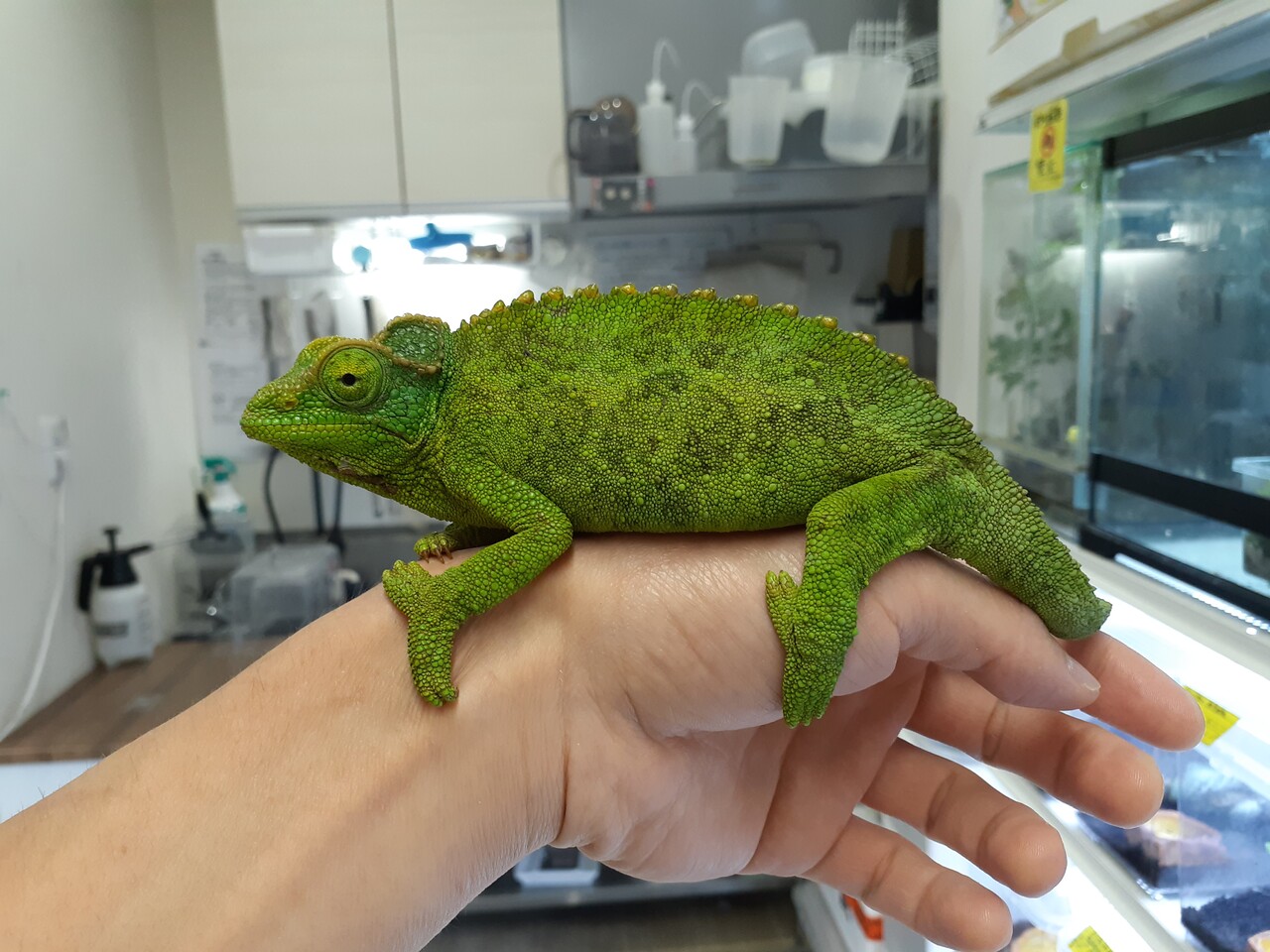い出のひと時に、とびきりのおしゃれを！ カメレオン新入荷＋在庫一覧 : 爬虫類倶楽部 ホビー・楽器・アート
