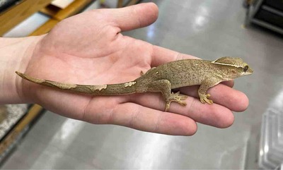 FullSizeRender
