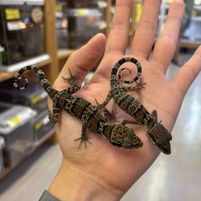 FullSizeRender
