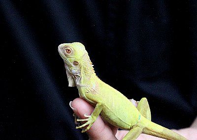 爬虫類倶楽部 12年08月11日 Livedoor Blog ブログ 爬虫類倶楽部 12年08月11日 Livedoor Blog ブログ