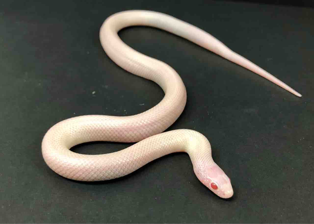 ３ｆ新入荷 日本初入荷 刮目せよ黒いアイツのアレ 爬虫類倶楽部