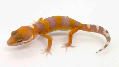 レオパ野郎 ラインの呼称と認知 - サングロー分割用 | とっとこのレオパ覚え書き