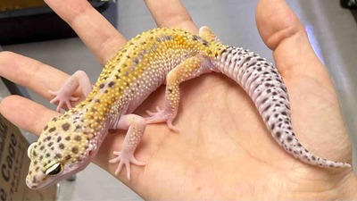 FullSizeRender