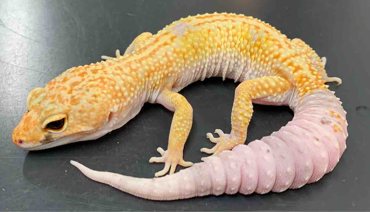 レオパ野郎 Amazon.co.jp: トランスミッションソレノイドバルブ、OEM標準