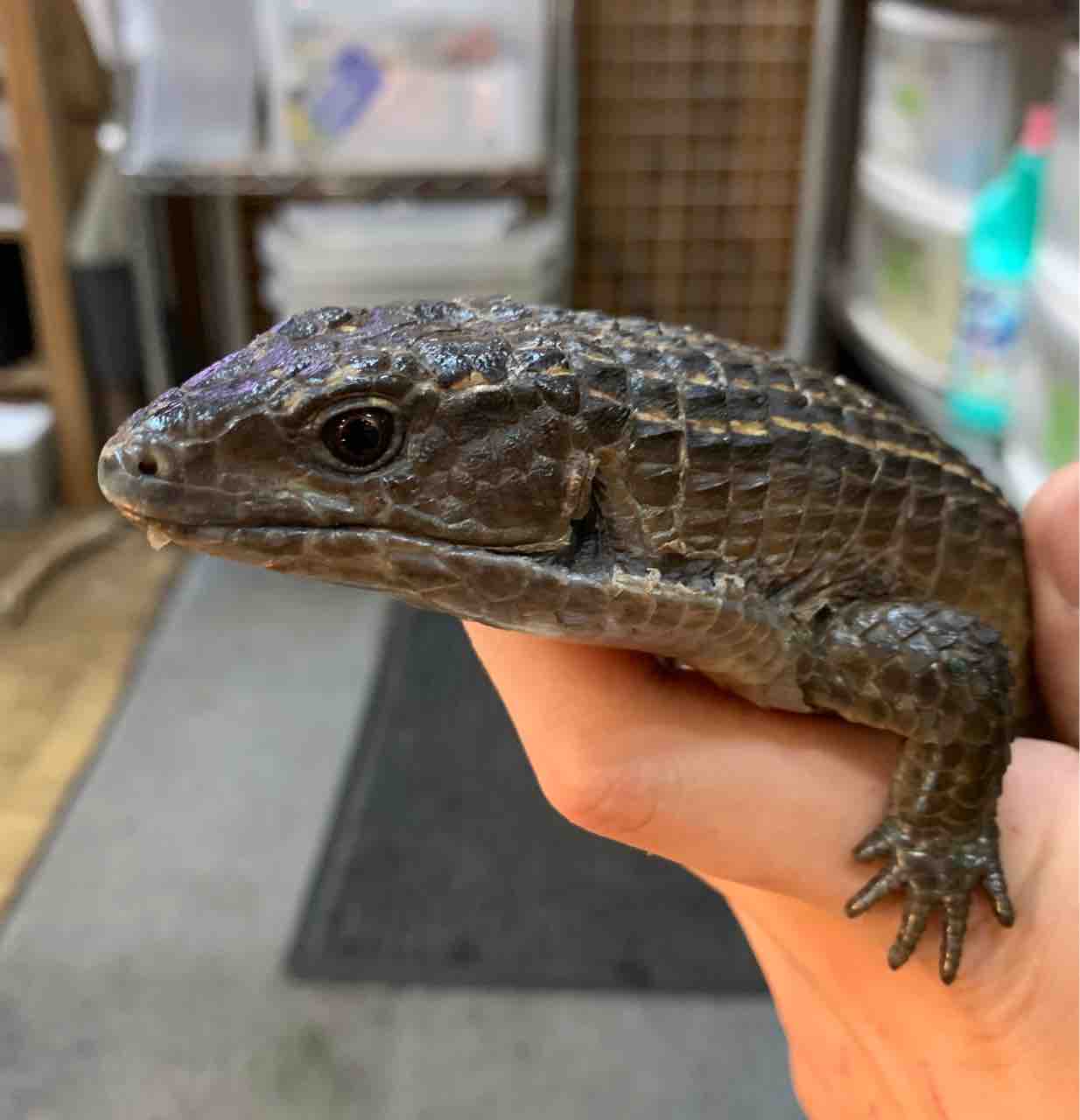 エメツリやオニプレなど 二階新入荷きてます 爬虫類倶楽部 エメツリやオニプレなど 二階新入荷きてます 爬虫類倶楽部