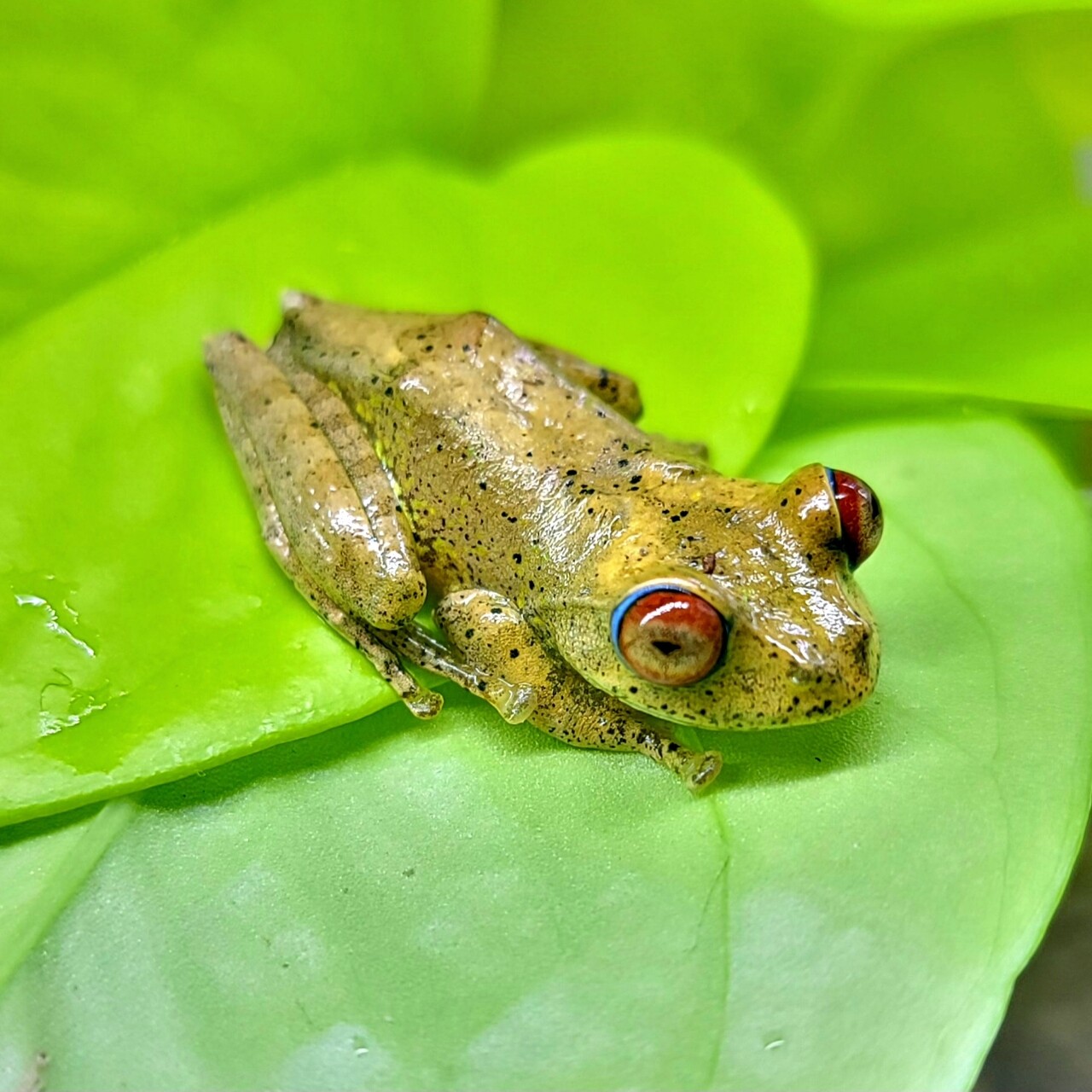 まちカエル 1階 両生類 待ちに待ったマダガスカル便 : 爬虫類倶楽部