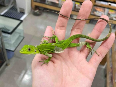 FullSizeRender