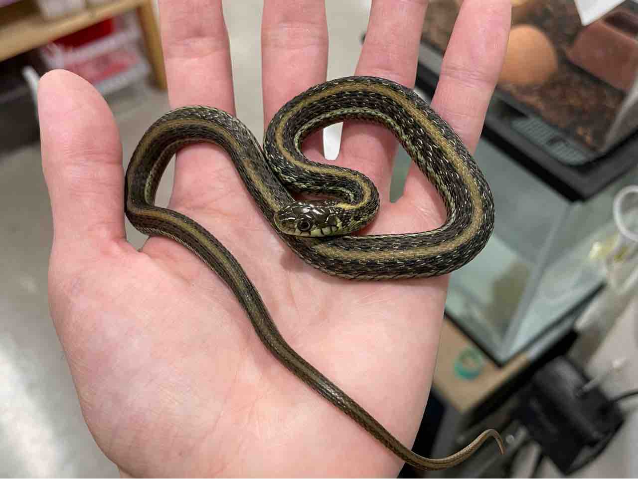 今週の2階新入荷 ヘビ、トカゲ : 爬虫類倶楽部