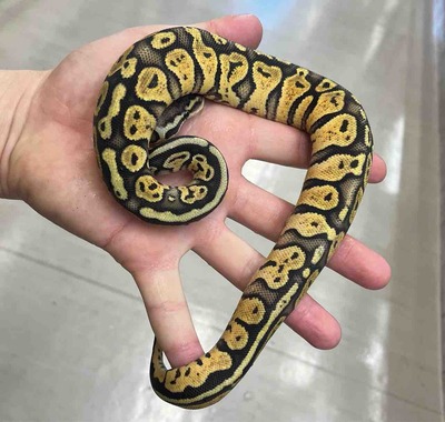 FullSizeRender