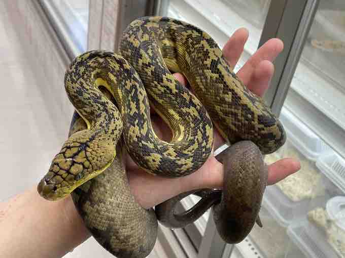 インドネシア便新着 2f 爬虫類倶楽部 インドネシア便新着 2f 爬虫類倶楽部
