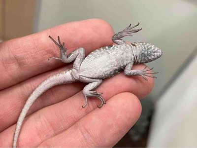 FullSizeRender