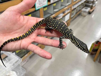 FullSizeRender