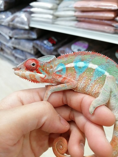 IMG_20201009_131735_1