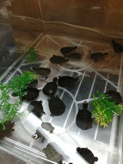 IMG_20200605_183936_1