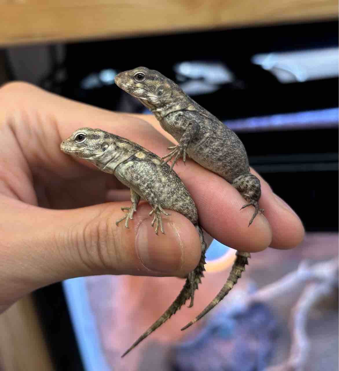 3Fトカゲ新入荷♫ : 爬虫類倶楽部