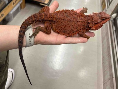 FullSizeRender