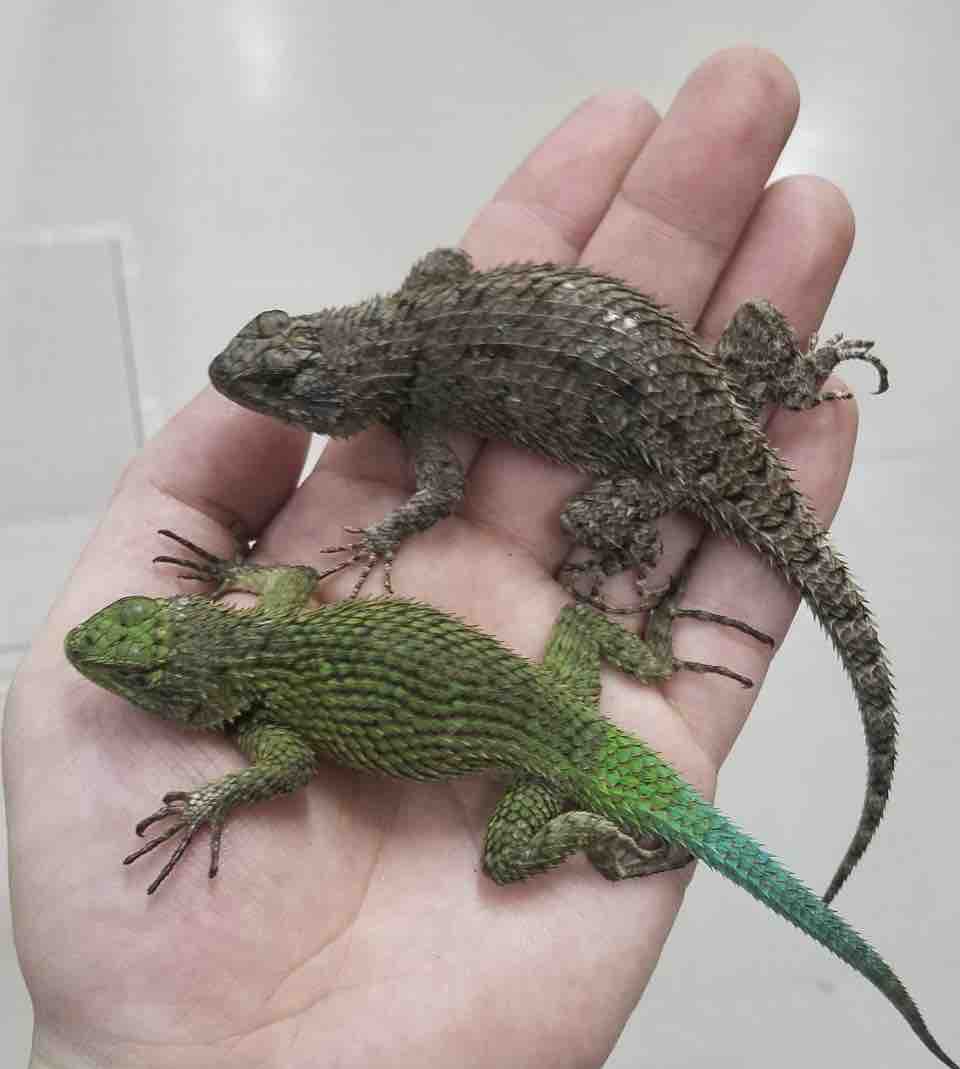 新入荷色々 ２f 爬虫類倶楽部