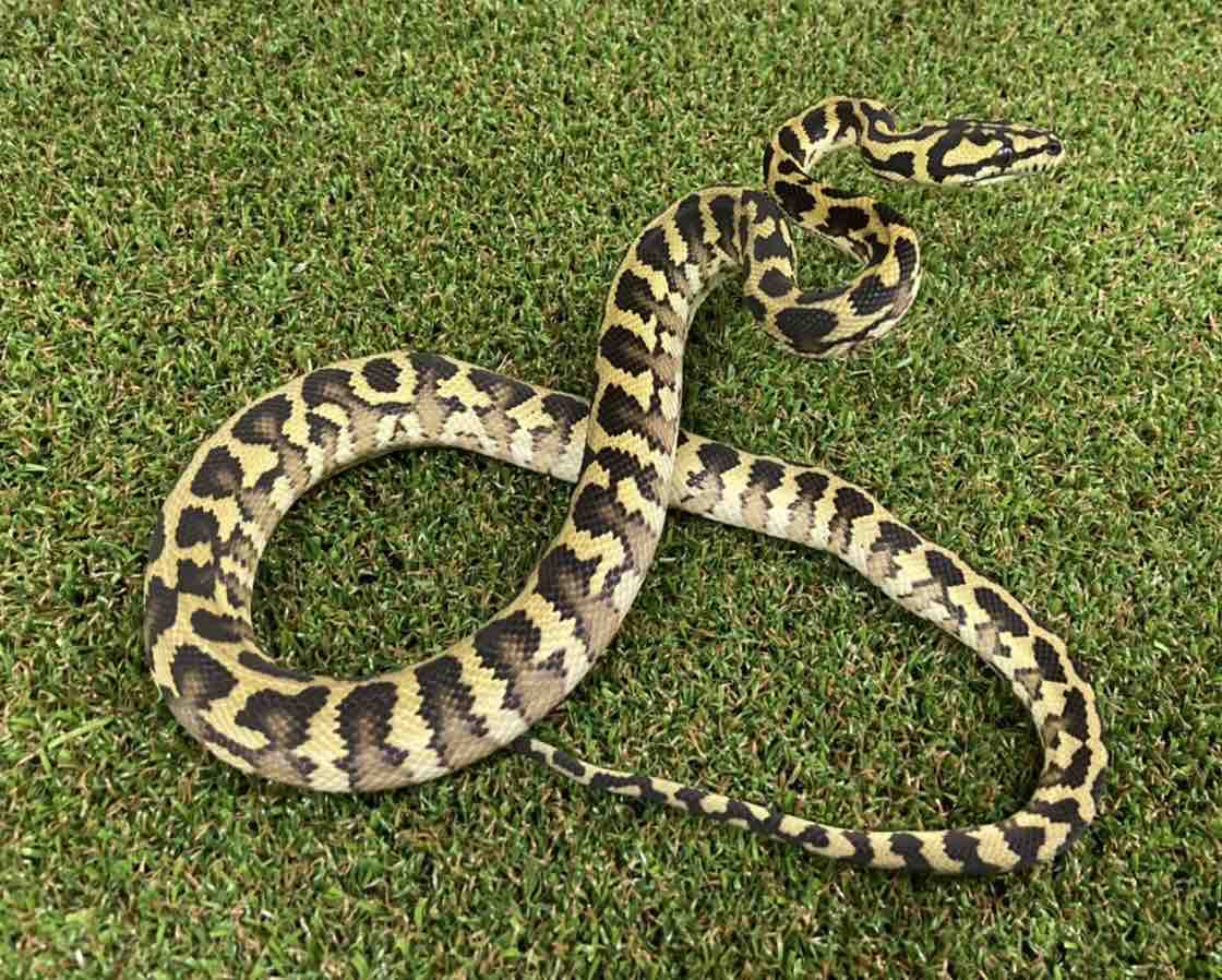 2 3階ドイツ便など色々入荷 爬虫類倶楽部 2 3階ドイツ便など色々入荷 爬虫類倶楽部
