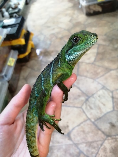 IMG_20200605_192727_1