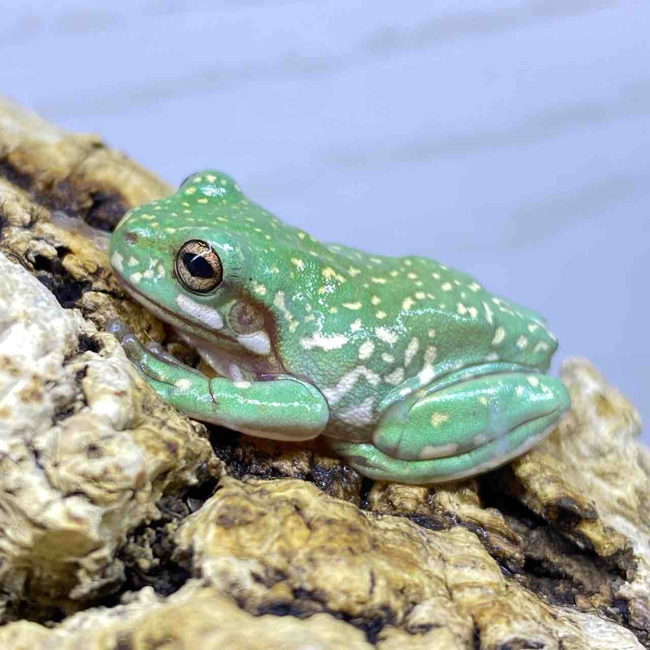 １階 どど んっ と両生類入荷しました 爬虫類倶楽部