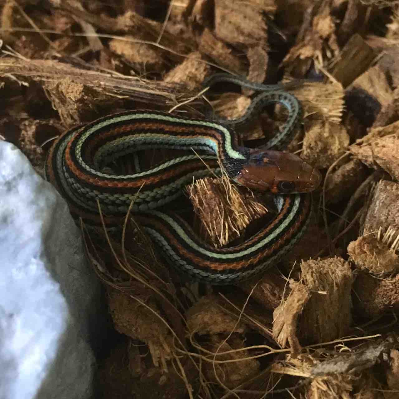 写真更新しました ドイツ便 ヘビ またまた新入荷あり 爬虫類倶楽部