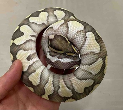 FullSizeRender