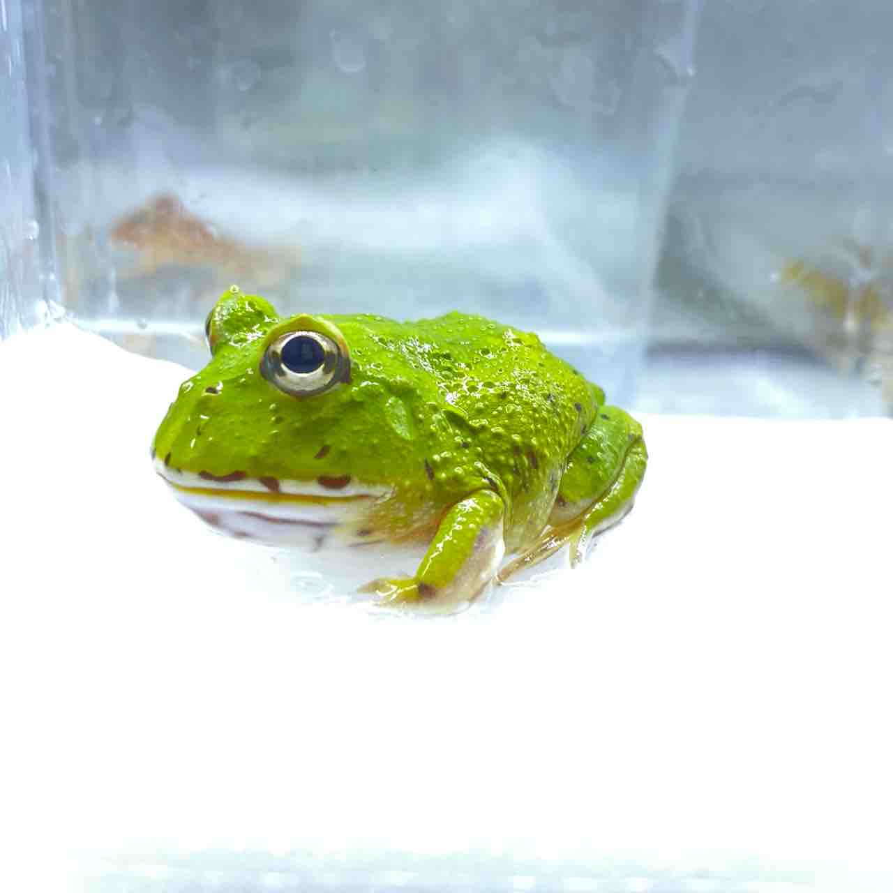 1階 新入荷生体 ～沢山来ております！～ : 爬虫類倶楽部