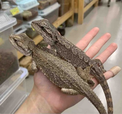 FullSizeRender