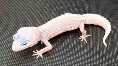 FullSizeRender