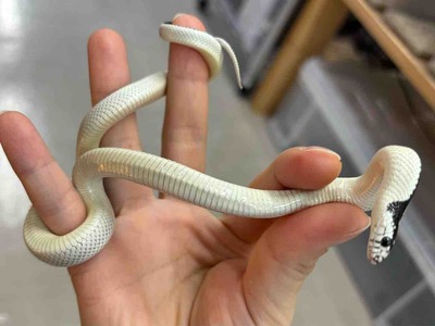 FullSizeRender