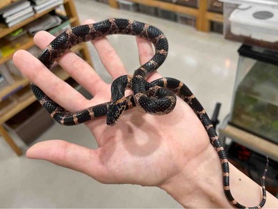FullSizeRender