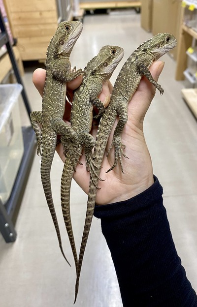 大都市近郊で新種のトカゲ発見、オーストラリア Й オーストラリア製