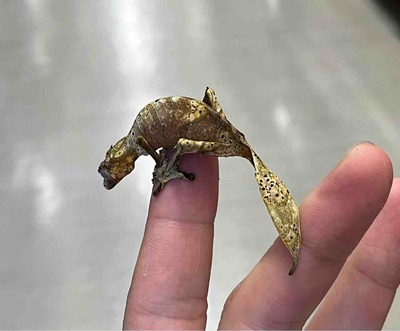 FullSizeRender