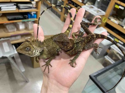 FullSizeRender