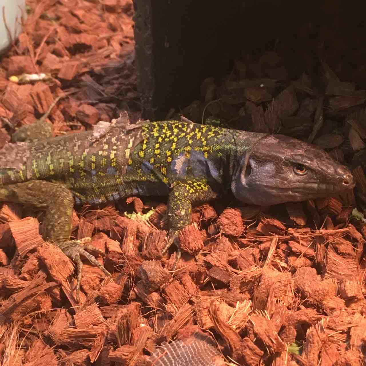 大切な人へのギフト探し Quilpie Opals トカゲのブロンズ像 22こ460