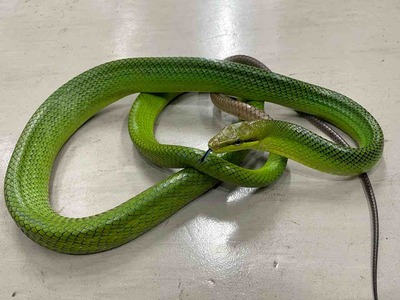 FullSizeRender