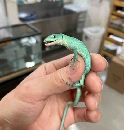 FullSizeRender