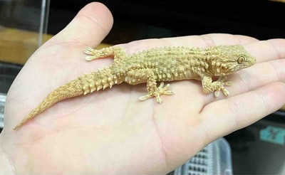 FullSizeRender