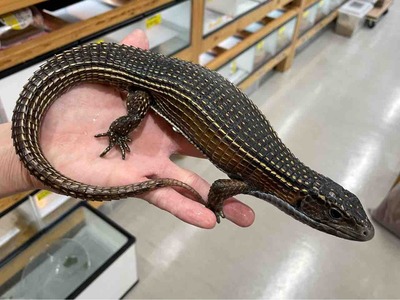 FullSizeRender