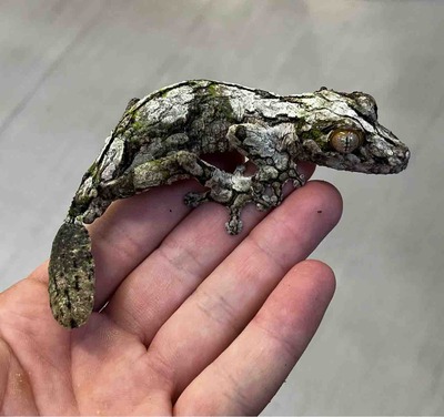 FullSizeRender